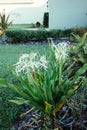 Crinum asiaticum ÃÂ flower